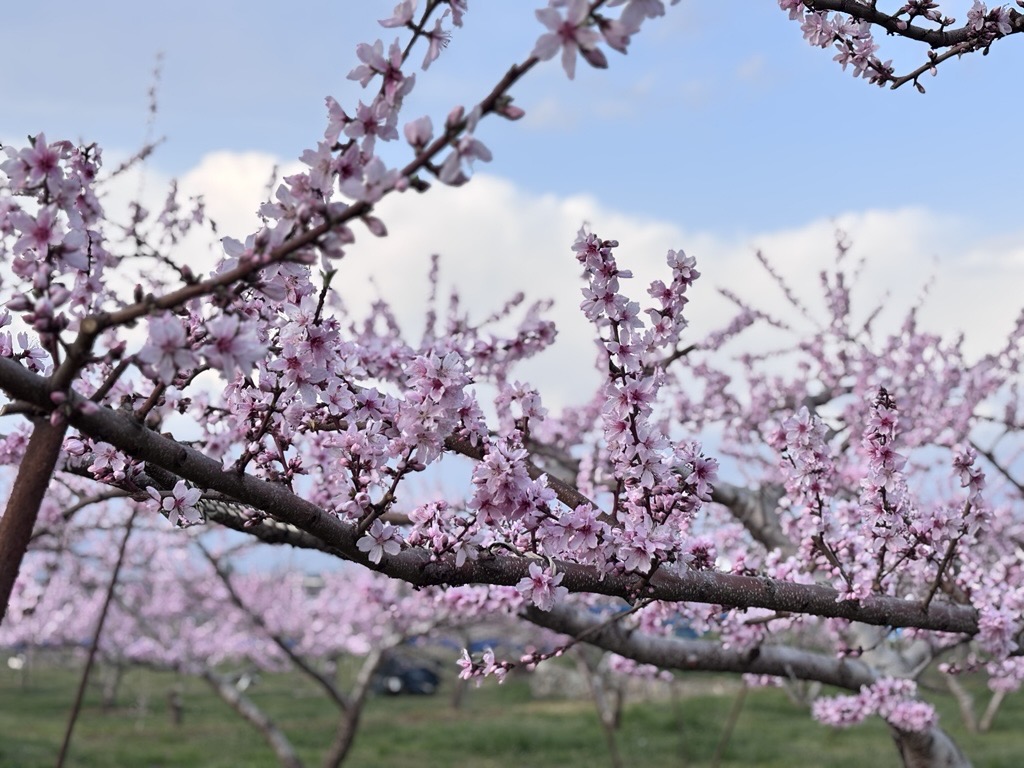 【山梨移住】日本一の桃源郷・笛吹市で暮らす。厳しい夏冬を快適にする「高気密・高断熱」の家づくり